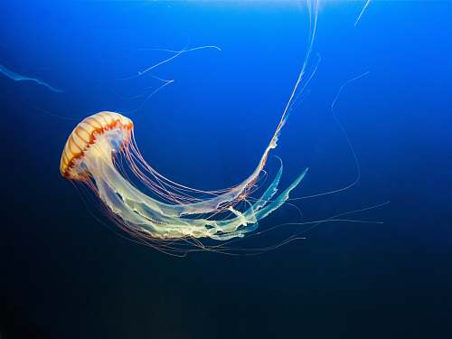 animal photo of brown jellyfish invertebrate