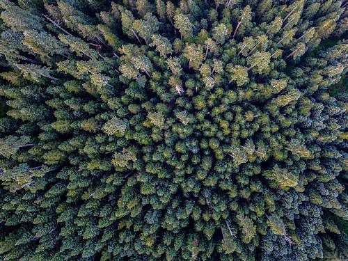 tree bird's eye photography of forest silver star mountain