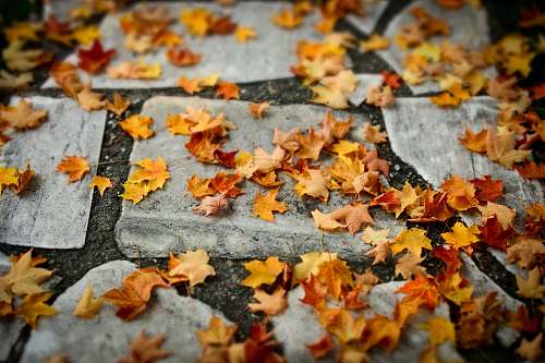 pavement autumn leaves on ground path