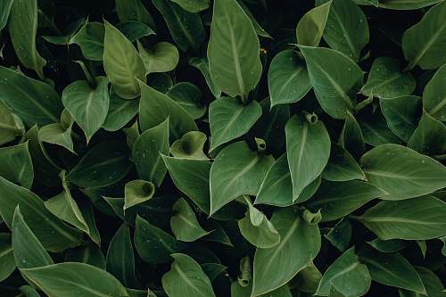 plant green leafed plant flora