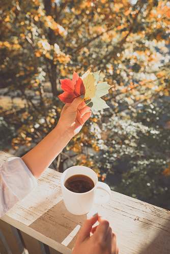 autumn person holding maple leaf near coffee cup coffee