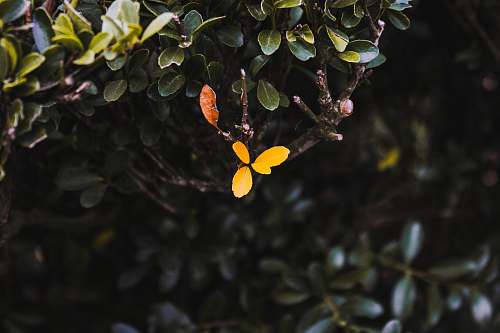 plant yellow-leafed plant new york