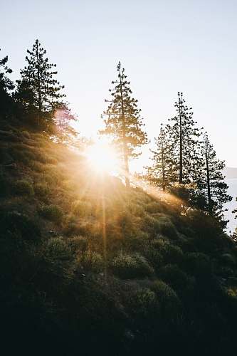 flare green-leafed trees during daytime tahoe