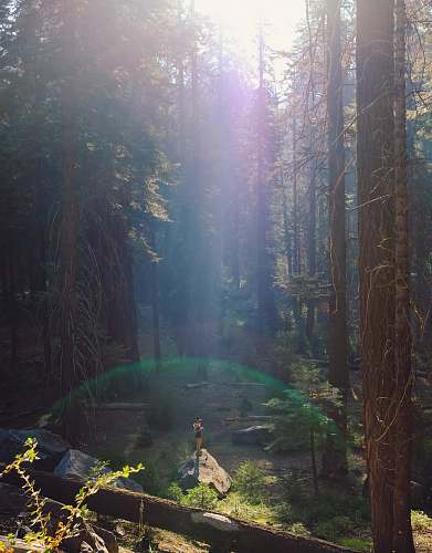 flare person in forest during daytime sunlight