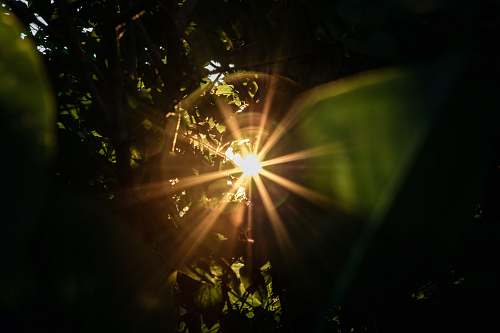 flare sun rays coming through green leaves sunlight