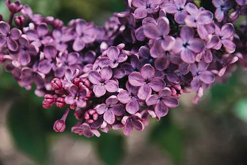 blossom purple flowers flower