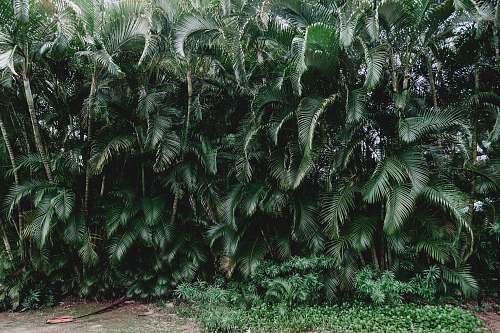 fern green palm plants during daytime flora