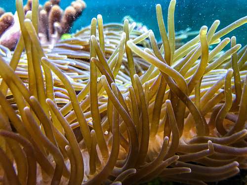 outdoors brown coral underwater photography water