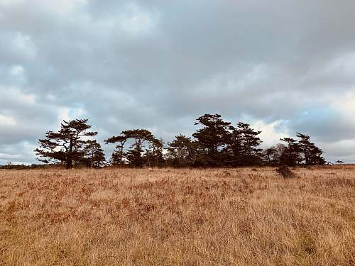 field brown grass field with trees under gray clouds grassland