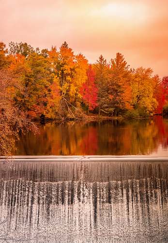 plant dam among autumn color trees tree