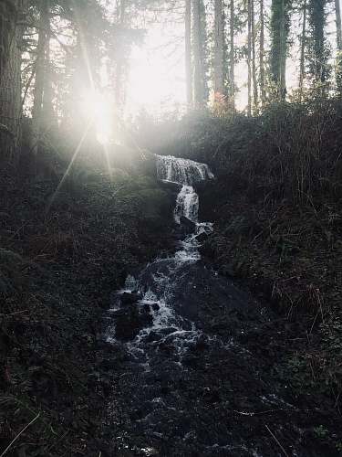 flare flower stream in forest during daytime light