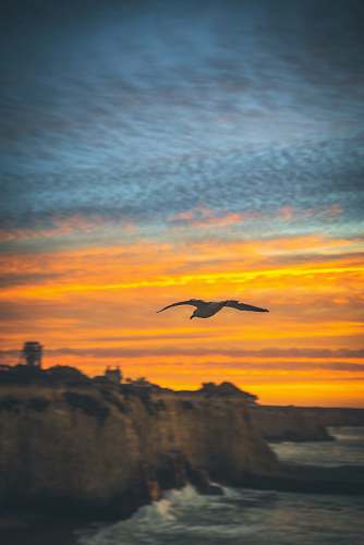 dawn flying bird under golden hour dusk
