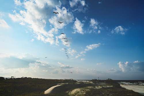 sky flying birds during daytime cloud