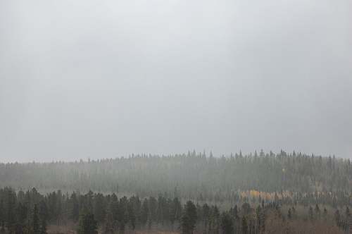grey foggy forest during daytime fog