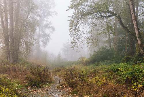 fog foggy forest mist
