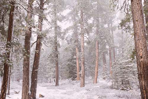 outdoors forest during winter snow