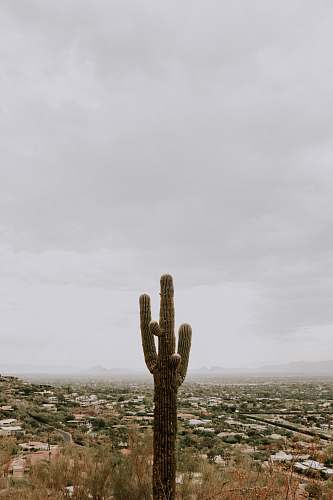 outdoors green cactus plant