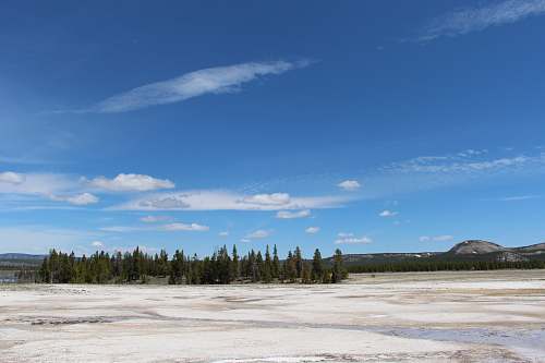 outdoors green-leafed pine trees during daytime weather