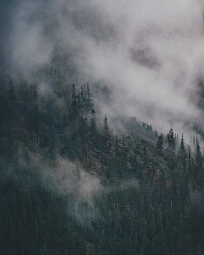 outdoors green pine trees grey