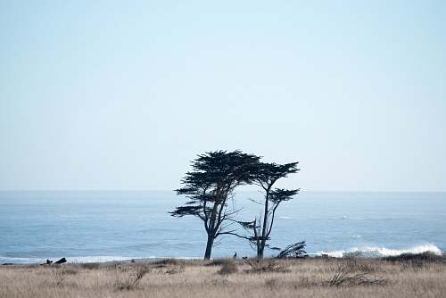 landscape green tree near body of water during daytime outdoors