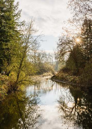 land green trees beside river under cloudy sky during daytime outdoors
