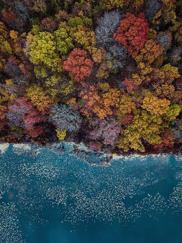 water high-angle photography of assorted-colored trees during daytime ocean