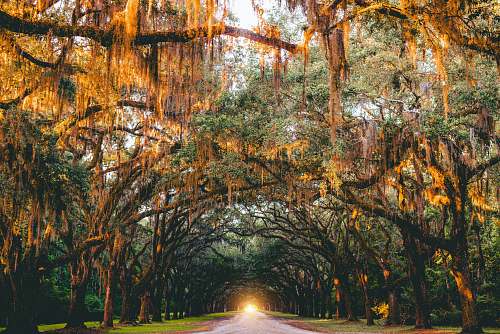tree landscape photography of pathway between trees road