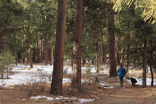 forest man walking beside dog on pathway surrounded with trees tree
