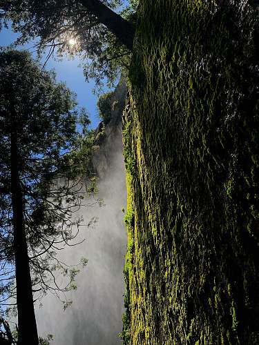 plant mountain covered with green moss tree