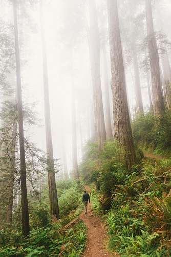 flora person on forest tree