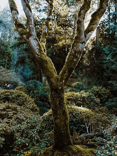 tree photo of tree trun forest