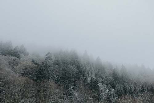 grey pine trees covered with fogs fog