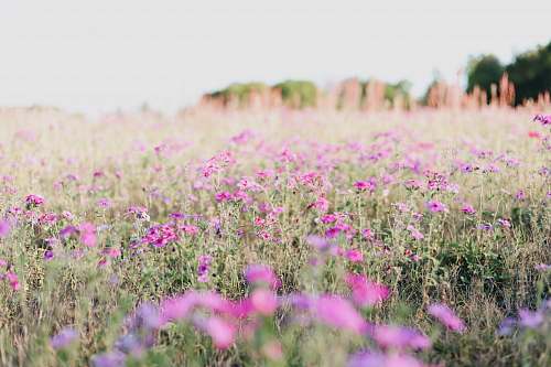 outdoors pink petaled flower field at daytime field