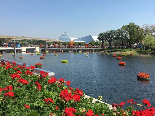 outdoors red flowers water