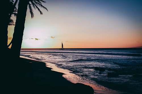 tree silhouette of sailboat on ocean maui