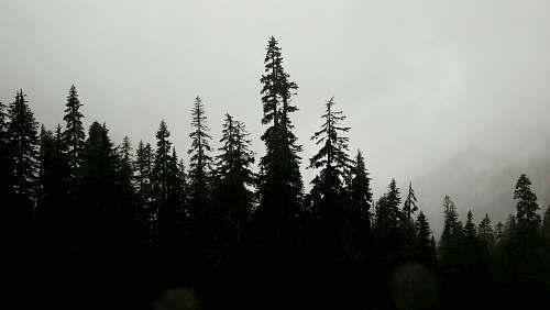 forest silhouette of trees tree