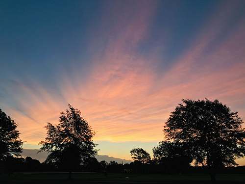 outdoors silhouette photography of trees dawn