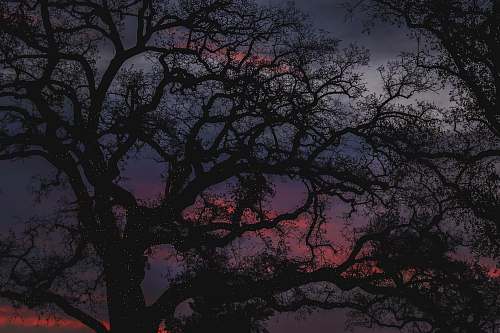 plant silhoutte of trees tree