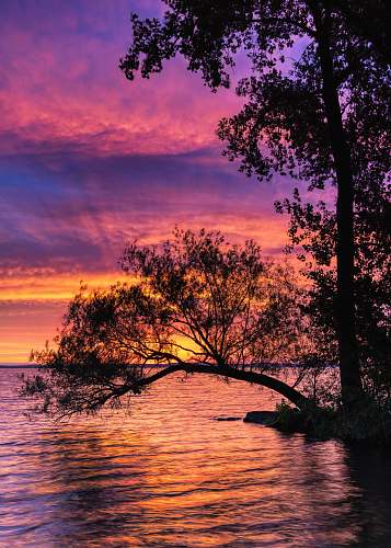 outdoors tree surrounded by water sky