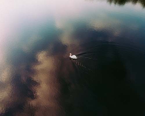 weather white swan swimming on body of water during daytime fog