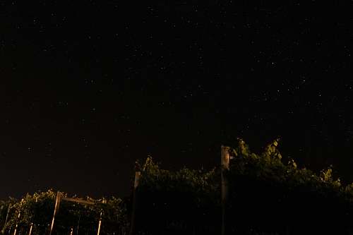 astronomy green leaf plant outdoors