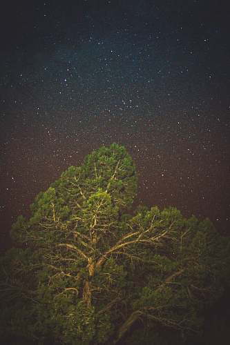 astronomy green leaf tree outdoors