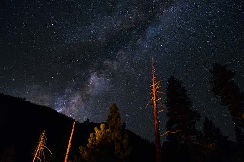 universe low angle photography of trees under sky with stars milky way