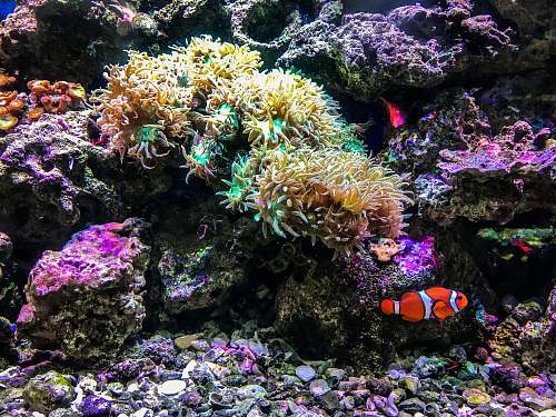 nature clown fish besides corals water