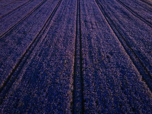 rug purple flower field field
