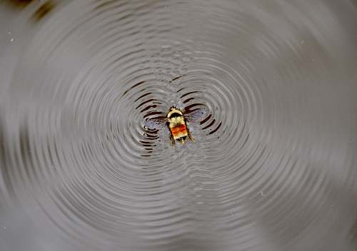 water  ripple