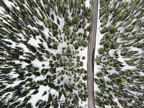 snow aerial photography of road and snow covered trees tree