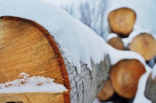 nature brown log lot ice
