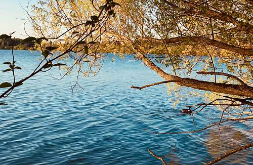 plant brown tree branch on water during daytime water