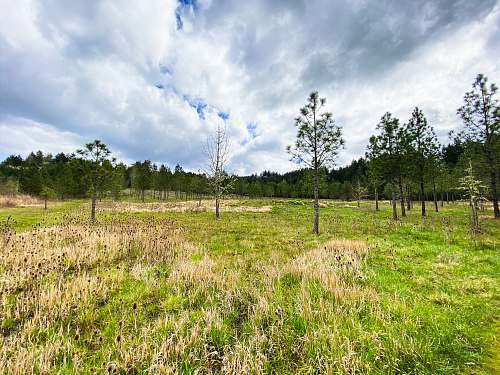 field green grass field with trees under white clouds and blue sky during daytime grassland